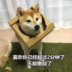  狗狗会做这些事,很明显它们爱上你了