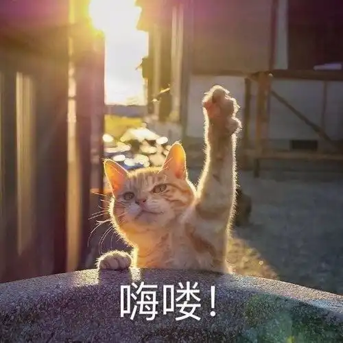 一些好看的猫猫表情包 一些好看的猫猫表情包