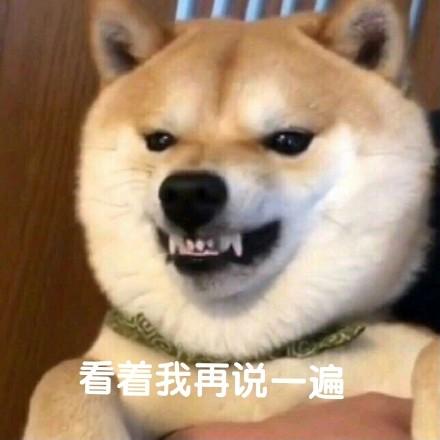  沙雕柴犬的表情包野心不大,你和天下