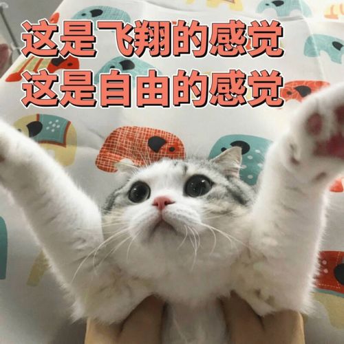 表情包猫猫表情委屈到自闭 表情包猫猫表情委屈到自闭