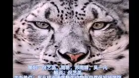 最美的猫科动物,雪豹 最美的猫科动物,雪豹