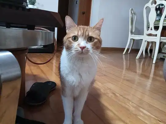 黑白肚皮猫的相册橘猫是种神奇的动物,磅爷表情包 黑白肚皮猫的相册橘猫是种神奇的动物,磅爷表情包