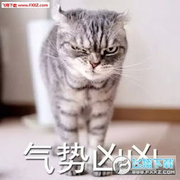  我凶死你猫咪表情包下载我叫起来超凶的表情包下载飞翔下载