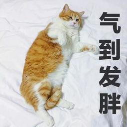  胖是工伤,每天干着容易发胖的工作真悲伤