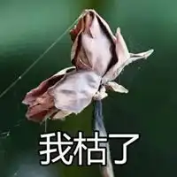 荷花表情包 荷花表情包