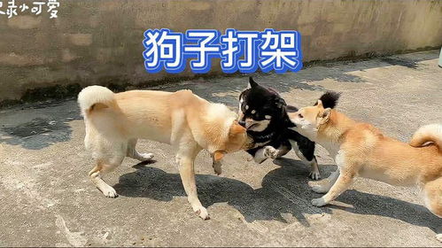  狗子们有几个月没有打架了都皮痒,精神小狗必须切磋一下