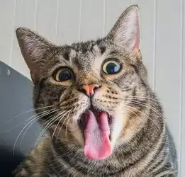 猫咪呕吐表情包这届