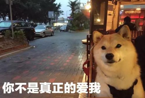  那些虐狗的,你们的良心不会痛吗
