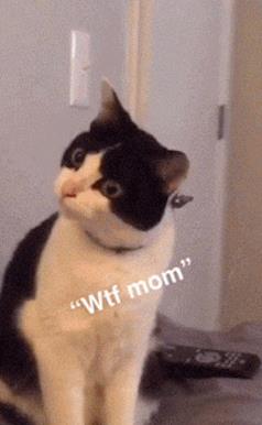 女主人在贴面膜,家里猫一脸懵逼你它喵是谁,还我铲屎的