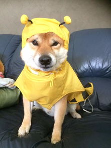  做了傻事也无法让人生气的柴犬
