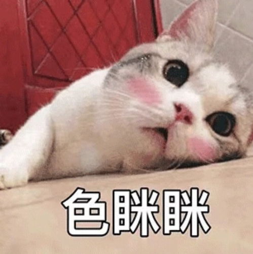 doki可爱问 doki可爱问