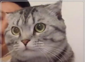  猫咪正在开心的舔着毛,主人突然啊了一声,猫咪的表情太逗了