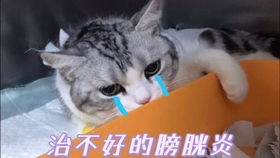  星胖喵表情包更新啦受气包小猫咪是行走的表情包