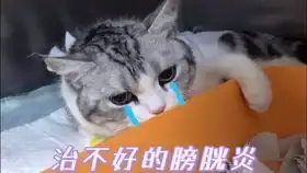  星胖喵表情包更新啦受气包小猫咪是行走的表情包