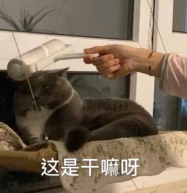  养猫以后手机里多了很多表情包