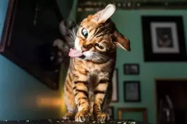  表情自从小猫爱上猫薄荷之后,这是日渐消瘦啊,笑死了表情
