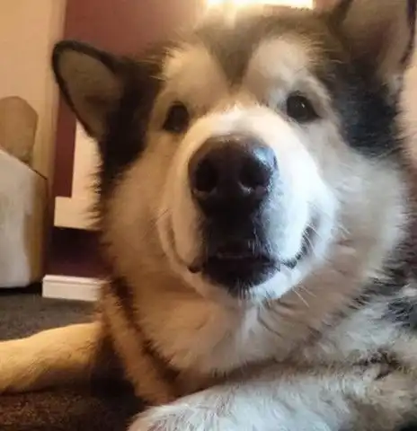 80斤重的阿拉斯加每天要爸爸抱,撒娇卖萌样样在行,主人表示很无奈 80斤重的阿拉斯加每天要爸爸抱,撒娇卖萌样样在行,主人表示很无奈