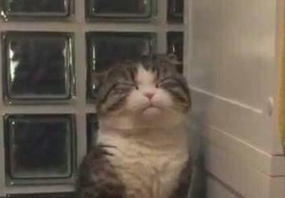  主人偷偷观察小萌猫拉粑粑,看到猫咪的表情主人笑喷是便秘了吗