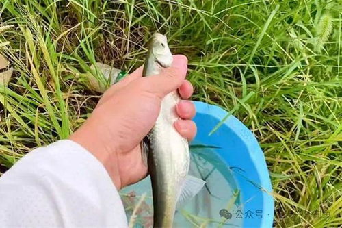  双坠飞铅详解野钓遇上鱼上浮,狂拉一钓一个准