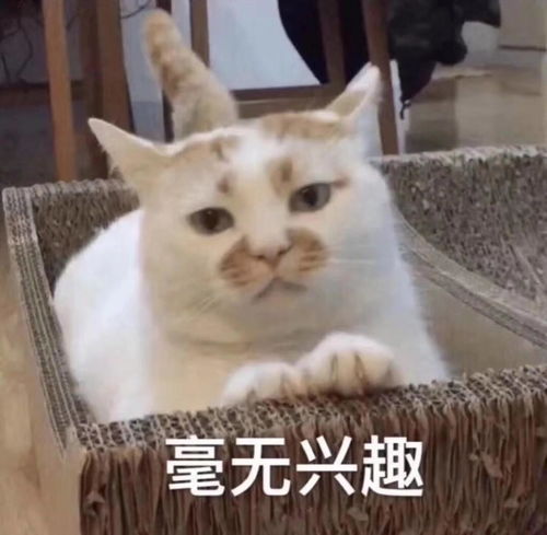 猫的表情包生无可恋出油
