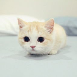 童话猫咪的礼服