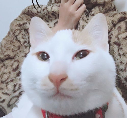  你的猫咪生无可恋的表情是怎样的