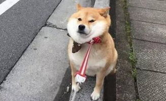 你知道吗养狗之后你会发现狗狗的这10个秘密