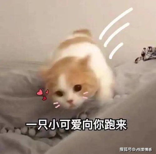  女生聊天冷淡,画面暗示了解一下,女生瞬间陷入热恋