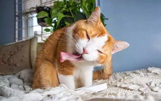  家里有猫的,千万别养这种花不然你就摊上大事了