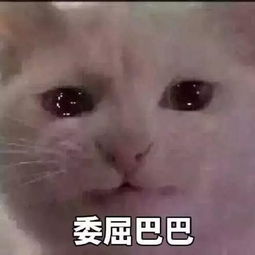 猫咪委屈表情包合集