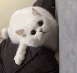  猫咪为什么喜欢抱你大腿原因这几点
