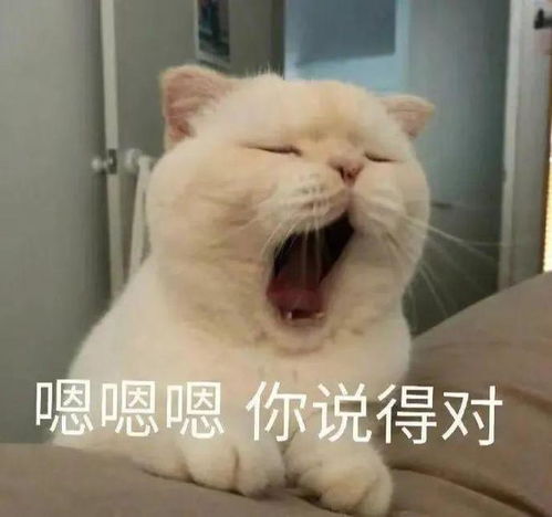  嗯嗯嗯你说得对丨第832期喵表情包