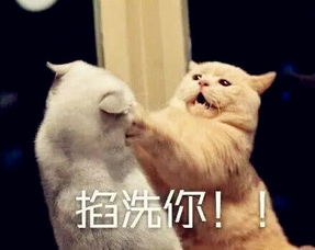  猫咪头次看到小老鼠,它的表情和动作把人萌翻,主人绝世好喵