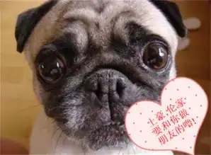 崛起吧卡奴fighting 崛起吧卡奴fighting