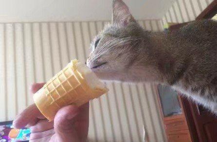  小猫可以吃雪糕吗