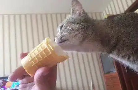 小猫可以吃雪糕吗 小猫可以吃雪糕吗