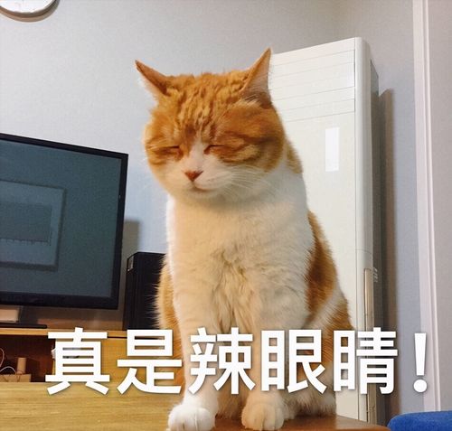  院子里传来宠物的求救声,声音悲切可怜,铲屎官一看太羞耻了