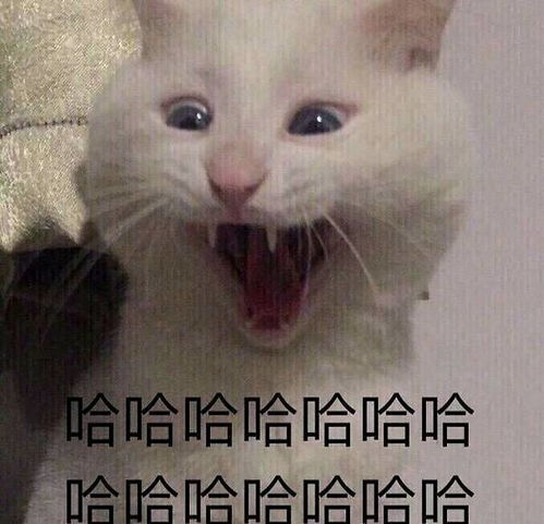 旅游愉快表情包开心一笑
