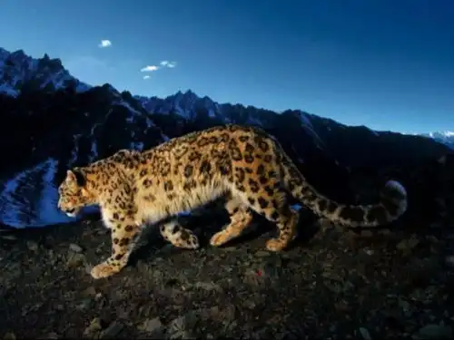 雪豹表情包猫科动物