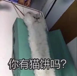  笑到胃疼的表情包再忍忍吧,说不定明天就死了