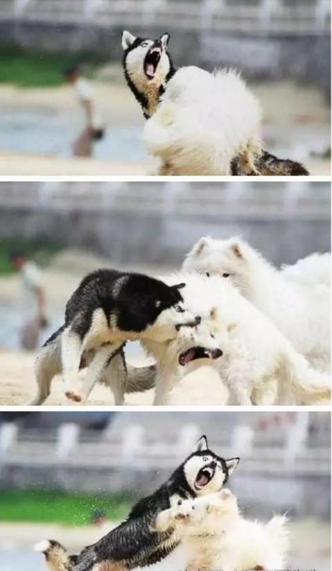  哈士奇打架,基本上是输了架却赢了表情,和柴犬打最有看头