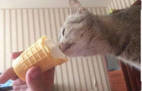  主人在吃冰淇淋,猫咪撒娇卖萌求得一口,吃后反应笑翻所有人