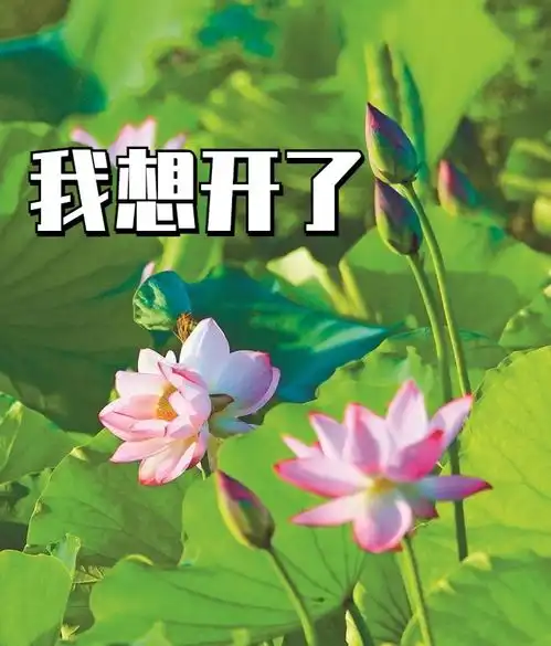 好运莲莲深圳人,你的专属夏日表情包来了 好运莲莲深圳人,你的专属夏日表情包来了