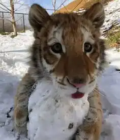 开心一刻笑话外面将近40度的高温,热得人都喘不过气 开心一刻笑话外面将近40度的高温,热得人都喘不过气