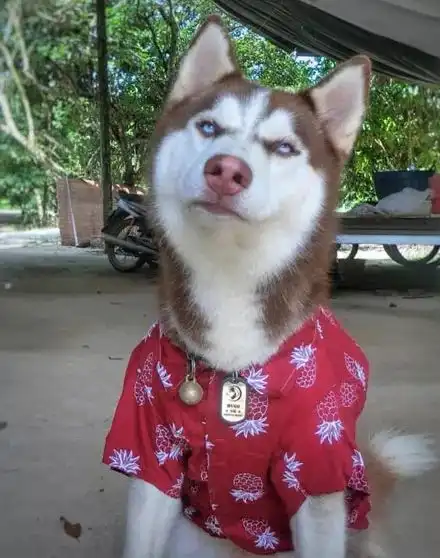 哈士奇鄙视表情