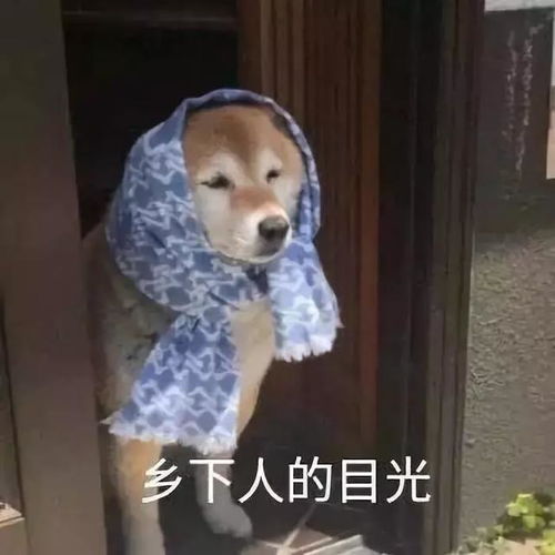  为什么不理你,可能它觉得你是沙雕,毕竟石雕和沙雕不是一路的雕