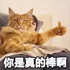  我不在家,我家猫约会了三个女朋友