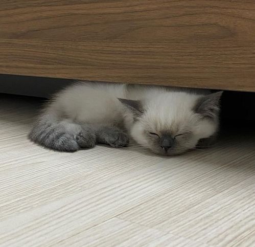  呜呜这只猫真的太太太太太太太太可爱了阿伟死了