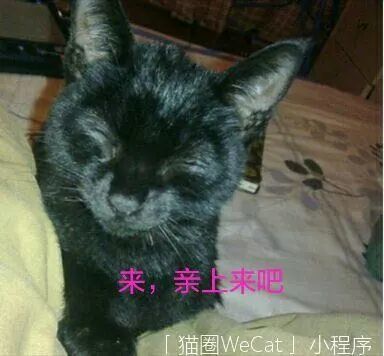  你用你家猫做过什么沙雕表情包猫圈话题