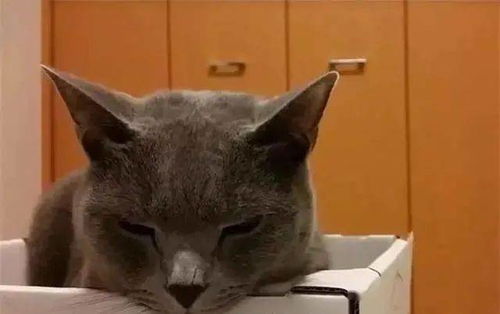  蓝猫正生闷气,主人厚着脸皮求亲亲,蓝猫对着他的脸就是一爪